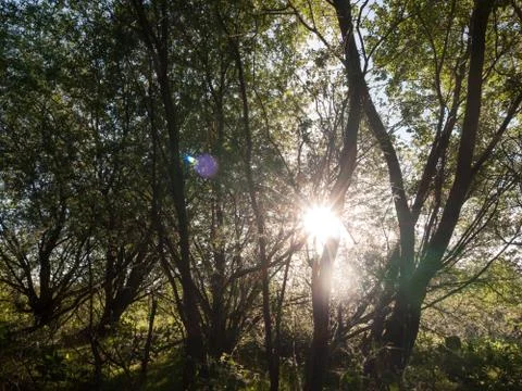 Sun poking through trees inside a forest stunning and lush creating a power.. Stock Photos