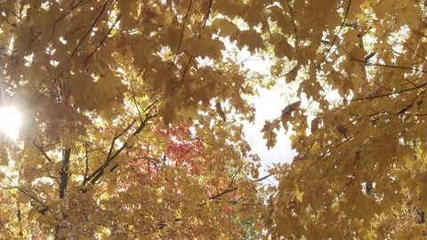 Sun poking through yellow leaves Stock Footage 100137793