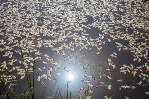 Sun in the pond Stock Photos