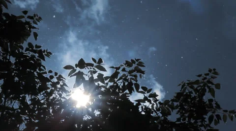 Sun Poplar Fluff Leaves Sky Stock Footage 63568741