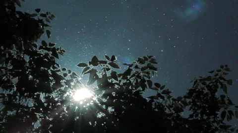 Sun Poplar Fluff Leaves Sky Stock Footage 63568840