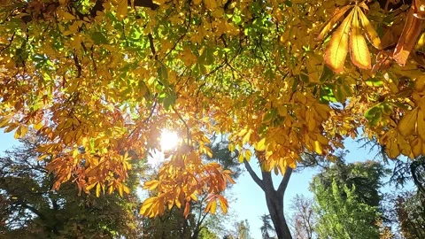 Sun pours through the autumn leaves of a chestnut Stock-Footage 342494466