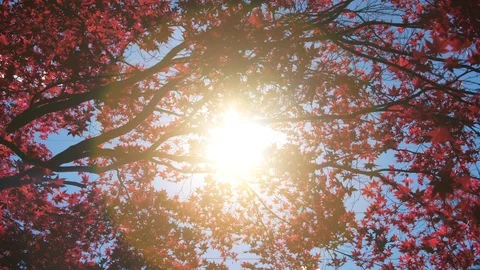 The Sun pours through vibrant Red Leaves of a Maple Tree in Fall Stock Footage 89144267