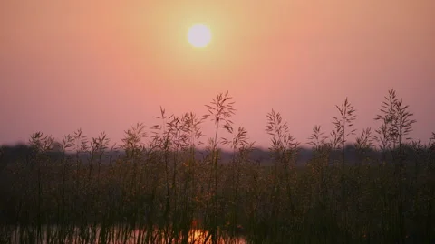 Sun on the purple sunset sky above the summer landscape with a lake in the Stock-Footage 314765358
