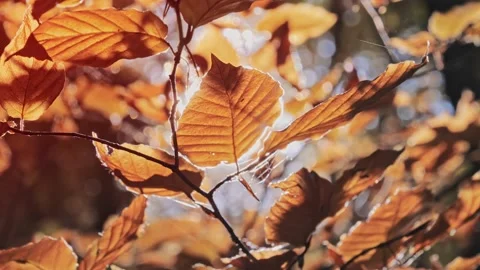 Sun pushing through a leaves Stock Footage 132515486