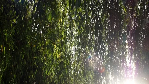 The sun pushing through the willow tree branches Stock Footage 220733721