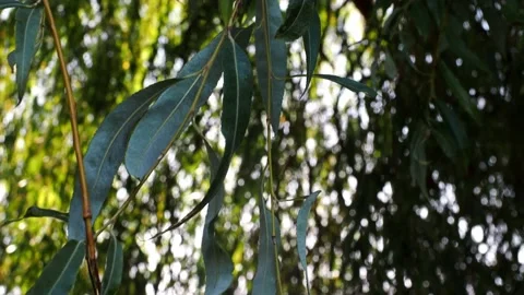 The sun pushing through the willow tree branches Stock Footage 220734162