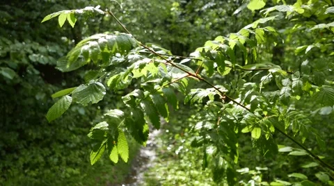 Sun, rain and wind are playing with green leaves of rowanberry tree. 4k Stock Footage 55574774