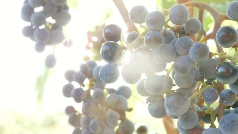 Sun raising  on grapes- close up Stock Footage 87342549