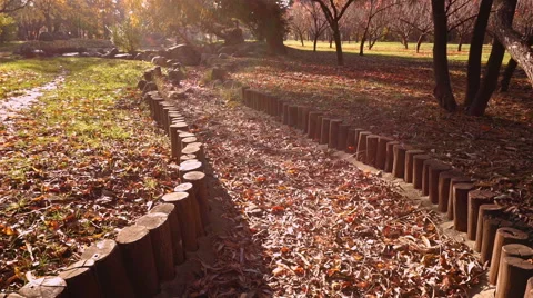 Sun Ray in Autumn Stock Footage 57635511