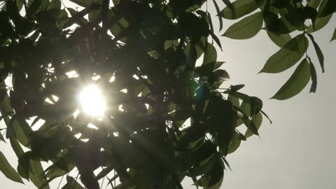Sun ray backlight effect through leaves at sunset, low angle Stock-Footage 141299971