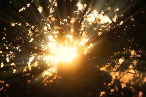 Sun ray come through the three branches and leaves during sunset Stock Photos