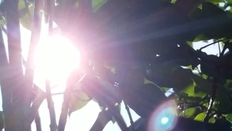 Sun ray comes through leaves with wind blowing Video stock 92141951