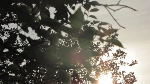 Sun ray due to trees Stock Photos