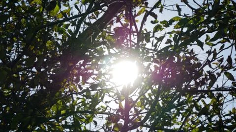 Sun ray due to trees Stock Photos