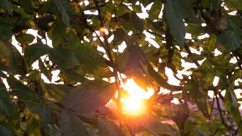 Sun ray due to trees Stock Photos