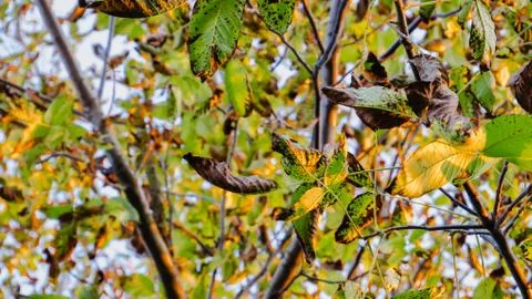 Sun ray due to trees Foto stock