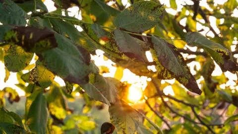 Sun ray due to trees Stock Photos