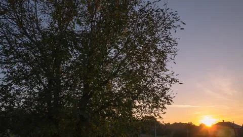 Sun ray due to trees Stock Photos