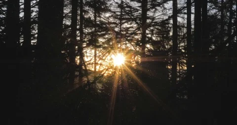 Sun ray forest Stock Footage 122131316