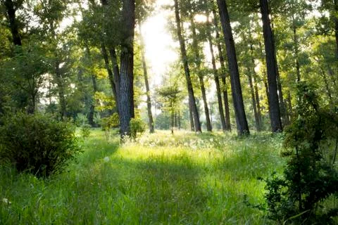 A Sun ray in the forest Stock Photos