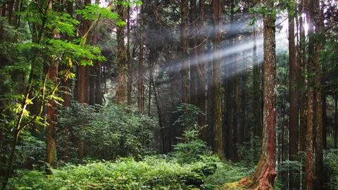 Sun ray in the jungle Stock Photos