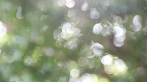 Sun ray leave Stock Footage 299265303