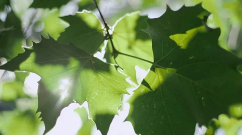 Sun Ray Leaves 库存影片 38830031