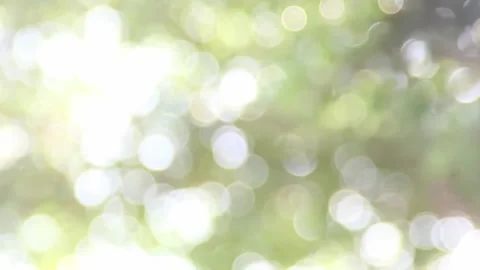 Sun ray leaves Stock Footage 299265381