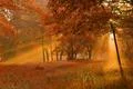The sun ray light through the tree branch in the autumn forest Photo