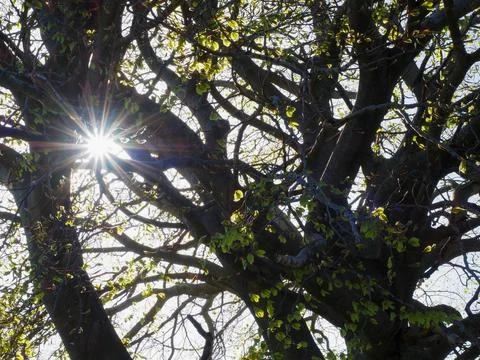 Sun ray light through the tree Stock Photos