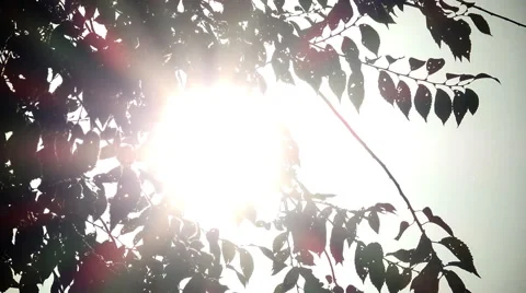 Sun ray lights and flare behind the branches of a tree Stock Footage 56150223