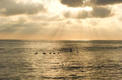 Sun Ray on Ocean Seabirds Stock Photos