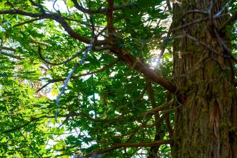 Sun ray peering through a green canopy of a redwood tree in a forest Stock Photos