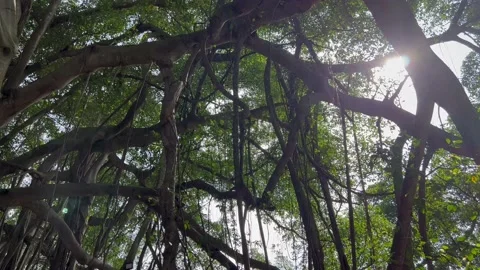 Sun ray shines through old banyan tree branches Stock Footage 237385118