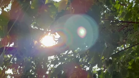 Sun ray shinning through bodhi tree leaves 스톡 동영상 194433399
