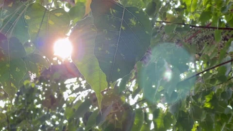 Sun ray shinning through bodhi tree leaves 스톡 동영상 194433402