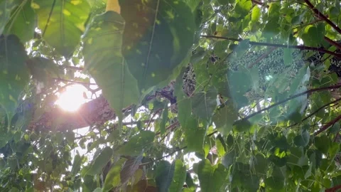 Sun ray shinning through bodhi tree leaves Stock Footage 194433431
