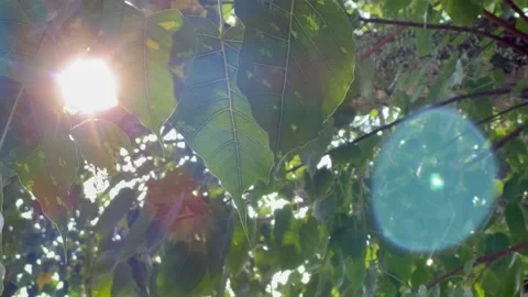 Sun ray shinning through bodhi tree leaves 스톡 동영상 194433487