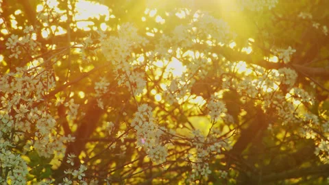 Sun ray soaked tree blossoms during sunset Stock Footage