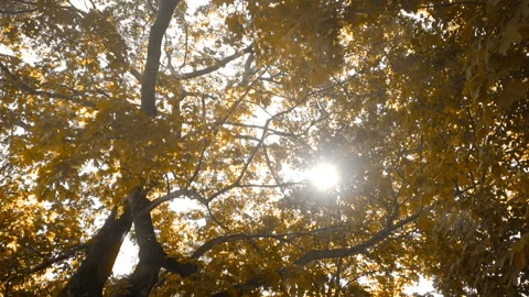 Sun Ray Through Autumn Forest Stock Footage 96521069