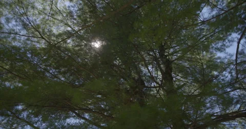 Sun ray through a big messy pine tree 1 Stockbeeldmateriaal 130909776