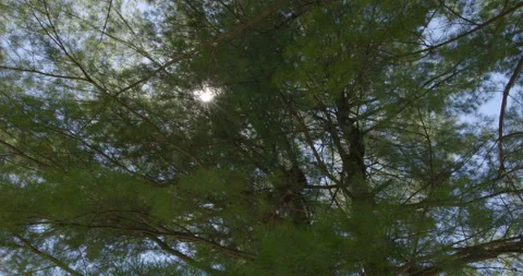 Sun ray through a big messy pine tree 2 Vídeo Stock 130909865