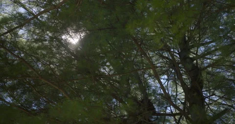 Sun ray through a big messy pine tree 3 스톡 동영상 130909919