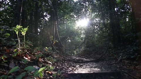 Sun ray through the dark forest, Malaysia Stock Footage 95353377