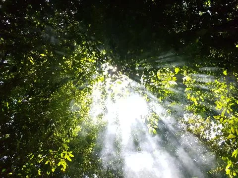 Sun ray through the forest canopy Stock Photos