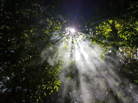 Sun ray through the misty forest canopy Stock Photos