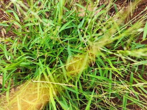 Sun ray through small grass Stock Photos