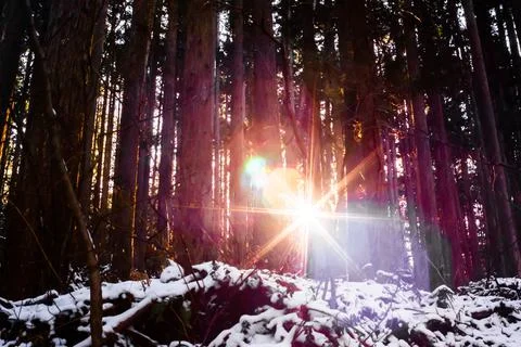Sun Ray Through Trees in a Snow Forest Japan Stock Photos