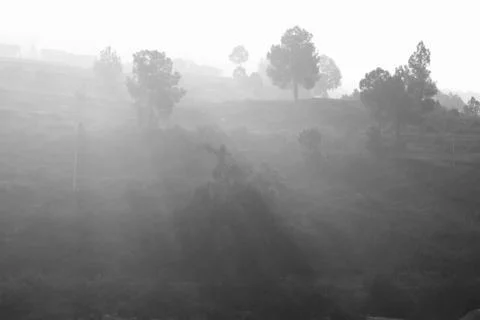 Sun ray thru the trees during misty morning in black and white Stock Photos